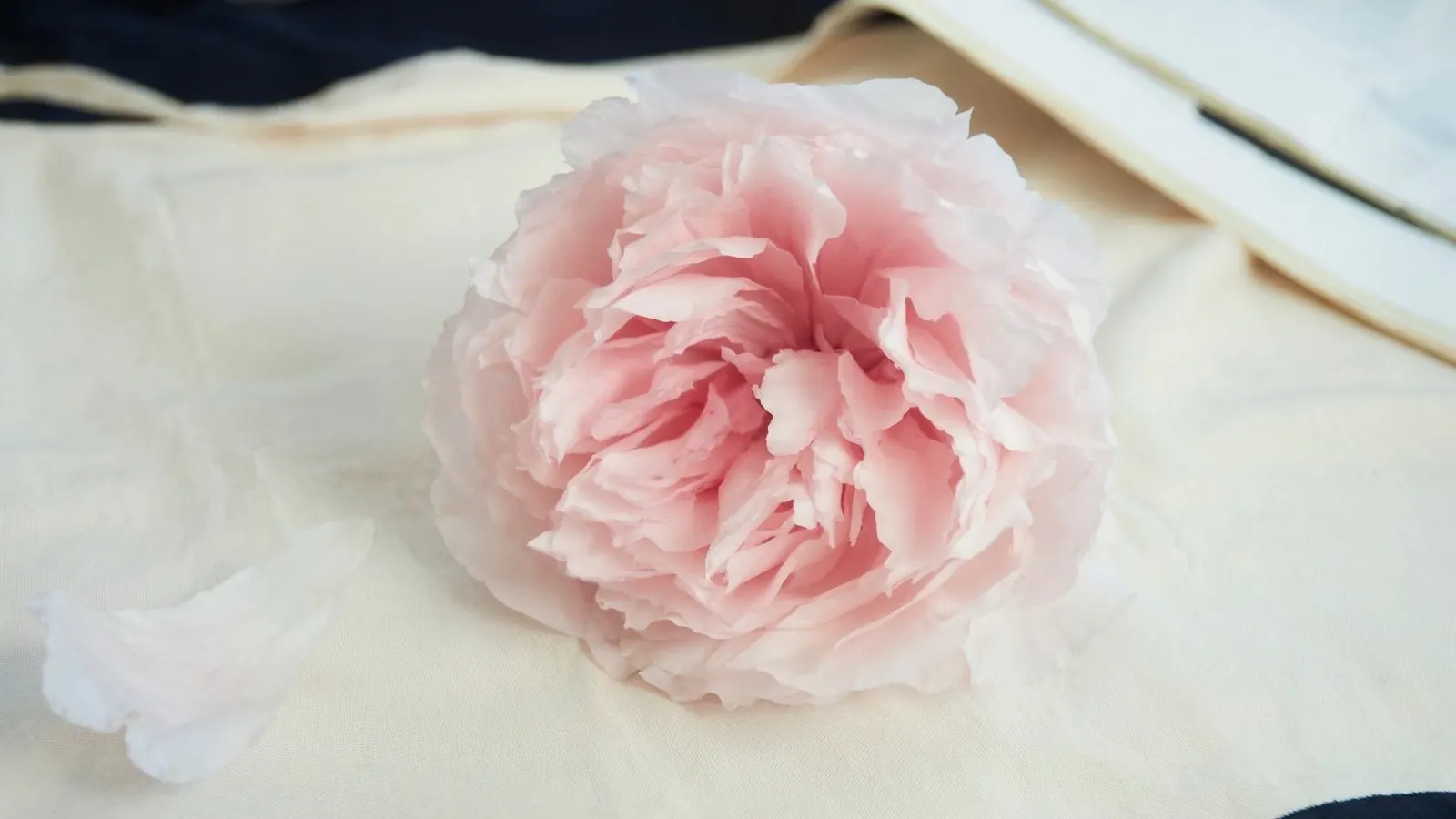Editorial close-up of a fresh peony in soft bloom on cream linen, single dusty rose petal in periphery, soft window light.