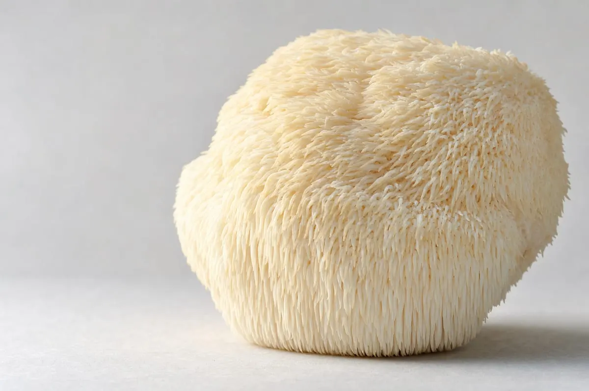 A whole lion’s mane mushroom in macro detail